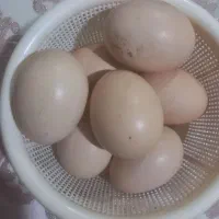 تخم لاری اصیل