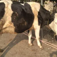 گاو سمینتال هرکول|حیوانات مزرعه|چوبر, |دیوار