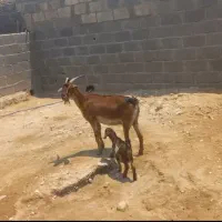 بزه