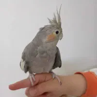 عروس هلندی سالم رودهن مهرآباد|پرنده|رودهن, |دیوار