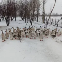 قاز محلی ا۳کیلو بالا دارمبرایه فروش