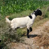 گیسه پاکستانی اصل فروشی|حیوانات مزرعه|فاریاب, |دیوار