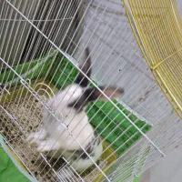 خرگوش بالغ|موش و خرگوش|نیشابور, شهرک رسولی|دیوار