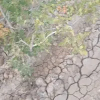 باغ پسته