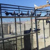 کفتر گرو پرشی سیاه زرهی|پرنده|عسگران, |دیوار