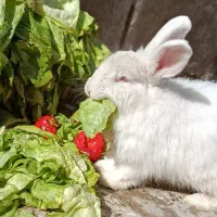 خرگوش|موش و خرگوش|مشهد, همت آباد|دیوار