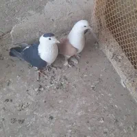 کبوتر کلاغ کربلایی واگذاری سگ