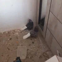 نر ماده جون