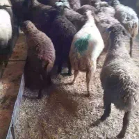 گوسفند،کاور ماده