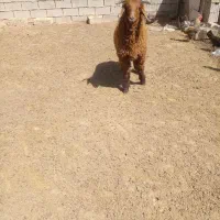 بره نر