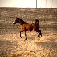 تعلیم و تربیت اسب