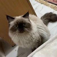 واگذاری گربه نر هیمالین
