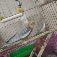 عروس هلندی|پرنده|تاکستان, |دیوار