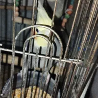 حیوانات|پرنده|بهارستان, |دیوار