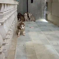 هاسکی گلد بسیار درجه یک