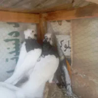 کبوتر طوقی پرشی|پرنده|تهران, قصر فیروزه ۲|دیوار