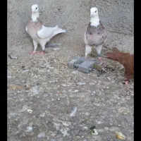 کبوتر|حیوانات|خرم‌آباد, |دیوار