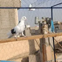 کفتر خوب|پرنده|اسلامشهر, شهرک مفیدی|دیوار