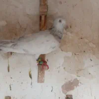 کبوتر هفرنگ پرشی ضربه به شرط پرش نر|پرنده|سبزوار, فرهنگیان|دیوار