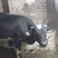 گوساله