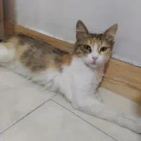 گربه ی خونگی