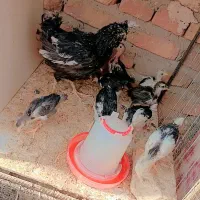 مرغ جوجه گلین