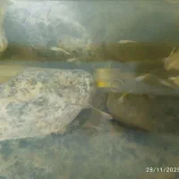 اکواریوم و ماهی گوپی . . پرنده|ماهی|گلبهار, شهر جدید گلبهار|دیوار