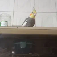 یک عدد عروس هلندی گم شده