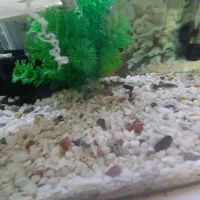 فروش  ماهی گوپی  بزرگ  و کوچک|ماهی|کرمان, |دیوار