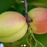 زردآلو شاهرودی ، نهال ، درخت پر محصول ، نهالستان|خدمات باغبانی و درختکاری|مشهد, سیسآباد|دیوار