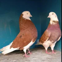 کفتر ساعت بالا کاشان