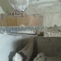 کبوتر|پرنده|ایلام, |دیوار