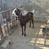 بز پاکستانی|حیوانات مزرعه|بوشهر, |دیوار
