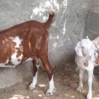 فروش بز دوقلو زا در اشکنان