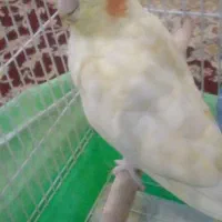 عروس هلندی