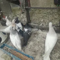 جوجه کله الماسی .سینه .سار|پرنده|مشهد, کوی المهدی|دیوار