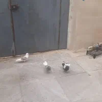 کبوتر پلنگ خوش شونه