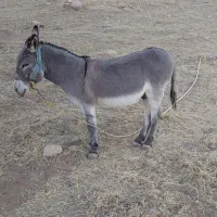 الاغ نر سواری|حیوانات مزرعه|کرمانشاه, |دیوار