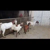 بز نجدی|حیوانات مزرعه|بروجرد, |دیوار