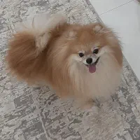 پامرانین|سگ|قم, بکایی|دیوار