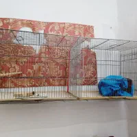 قفس جوجه پران