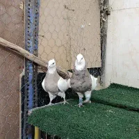 طوقی شکلاتی خال سیاه