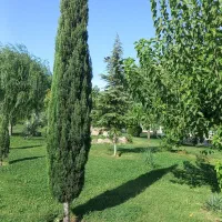 سرو شیراز اصل ۴ ساله و ۵ ساله