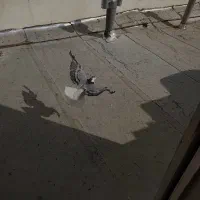 دمگیر|پرنده|اصفهان, سرتاوه|دیوار