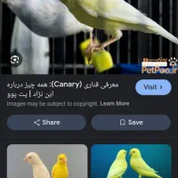 من پرنده دارم و اگه قناری داری نمیخایش بیا بخون