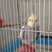 فروش عروس هلندی نر ماده