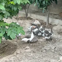 فروش غاز
