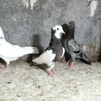 مجسمه طرح کفتر