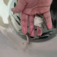 ماهی گلو فیش و انواع ماهی ولوازم|ماهی|شاهینشهر, فردوسی|دیوار