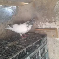 کبوتر  پرشی پاکستانی|پرنده|قم, شهرک مهدیه (مدرس)|دیوار